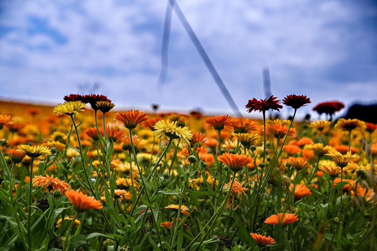 flowers, field, nature, outdoor, summer, season, bloom, flower, flower field, flowerbed, flowerfield, blumenfeld, orsnge, yellow
