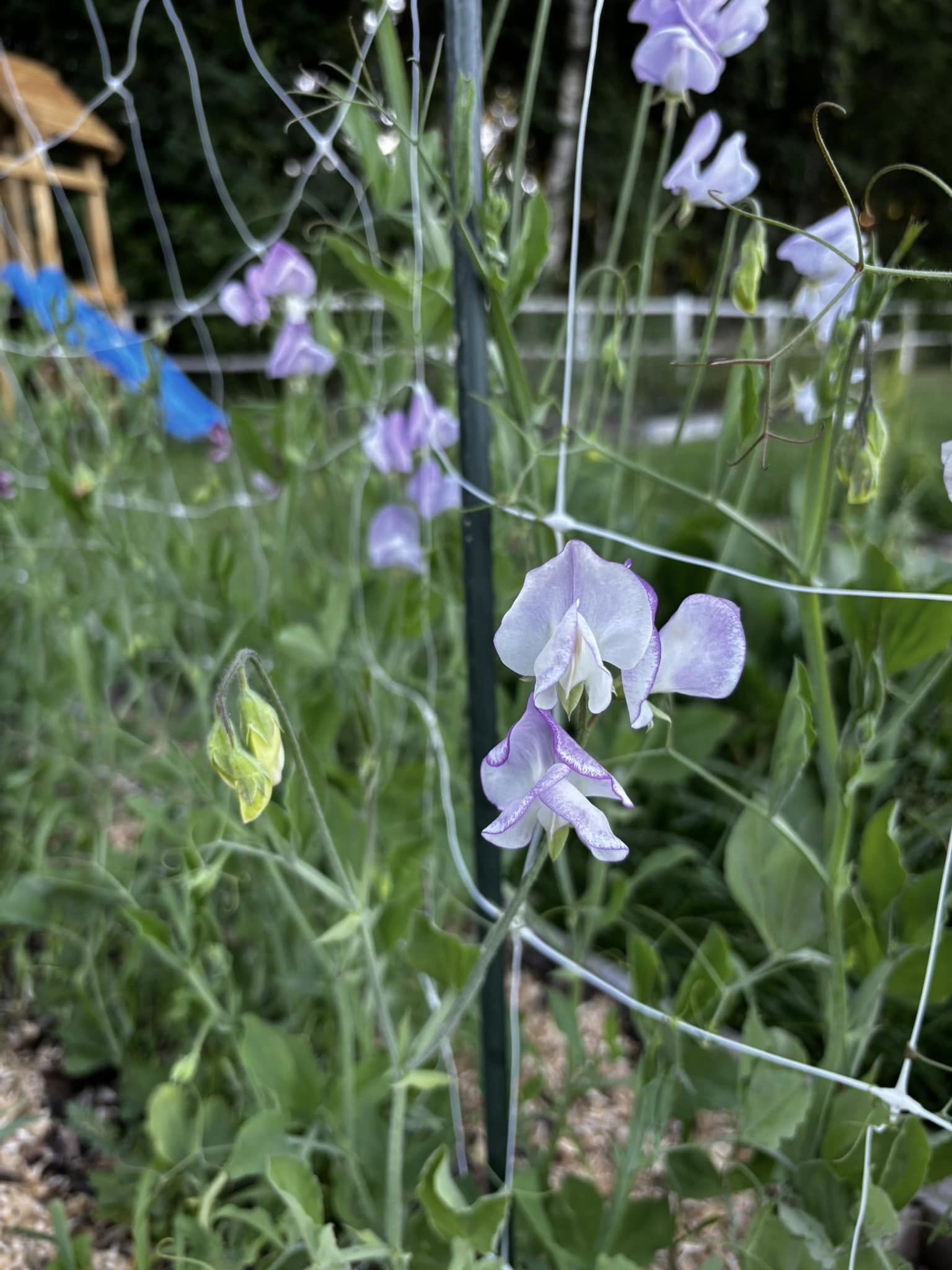 luktärt, självplockblommor, självplock, blommor