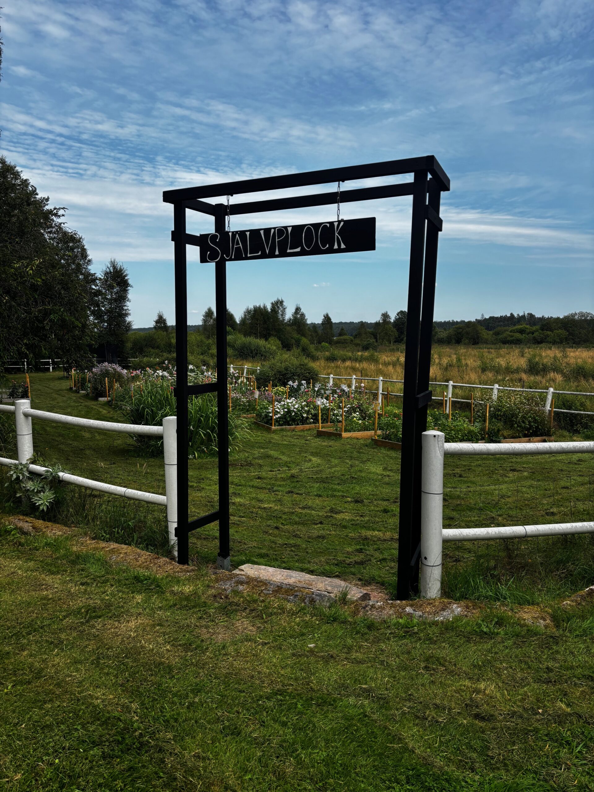 självplock. blommor. dahlior