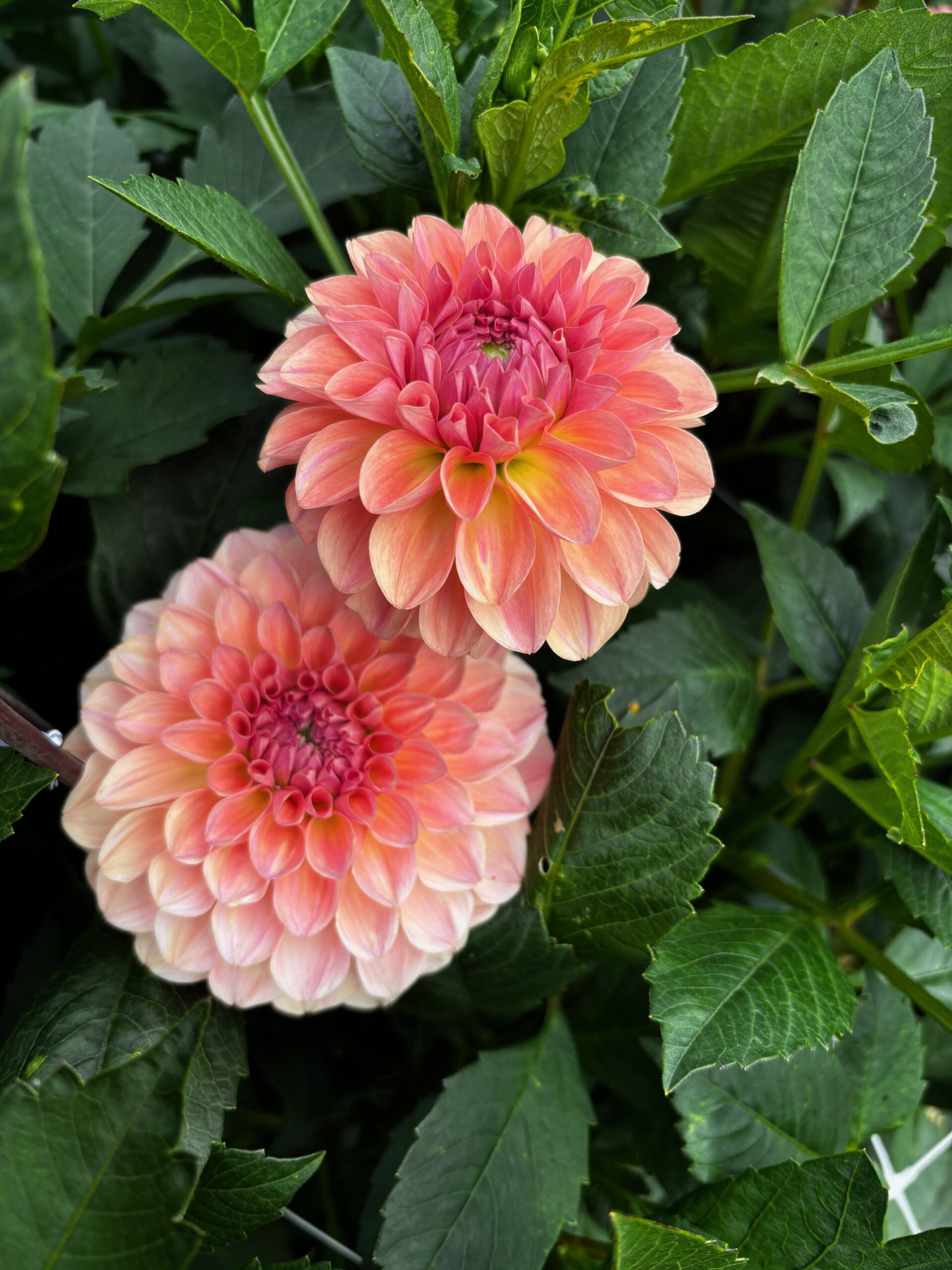 dahlia, självplockavblommor, dahlior, självplock, snittblommor, snittblomsodling