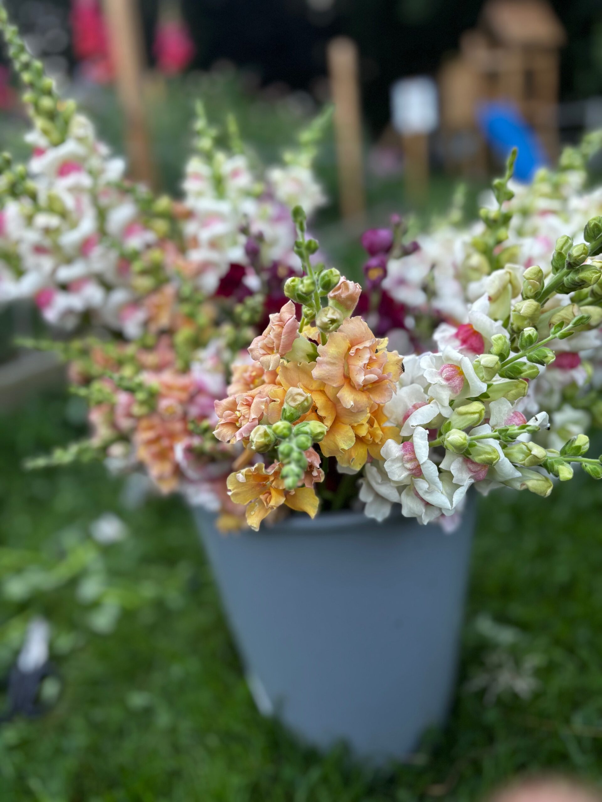Odla egna Snittblommor i Småland