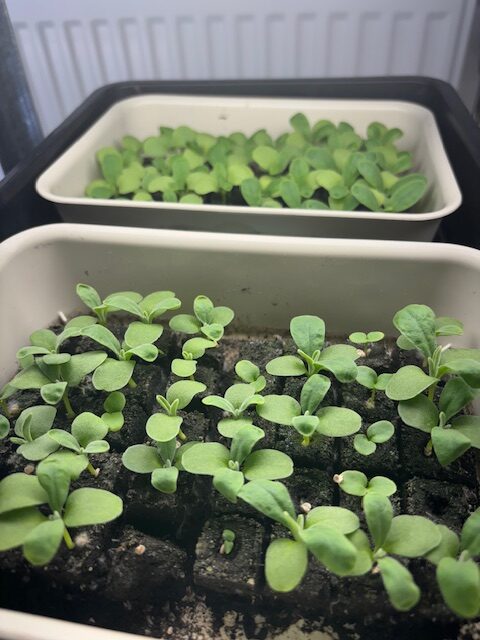 Frösådd av snittblommor på Henriksgårds Blommor